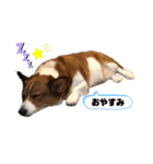 コーギーのウィル①（個別スタンプ：4）