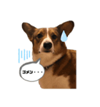 コーギーのウィル①（個別スタンプ：5）
