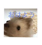 マロンといる暮らし（個別スタンプ：3）