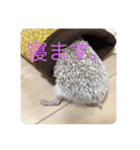 マロンといる暮らし（個別スタンプ：8）