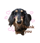 茶色い犬のスタンプ（個別スタンプ：1）