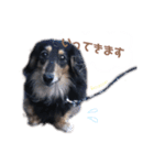 茶色い犬のスタンプ（個別スタンプ：2）