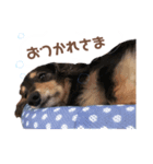 茶色い犬のスタンプ（個別スタンプ：4）