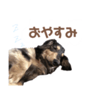 茶色い犬のスタンプ（個別スタンプ：5）