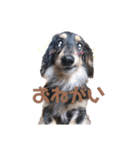 茶色い犬のスタンプ（個別スタンプ：6）