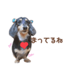 茶色い犬のスタンプ（個別スタンプ：7）