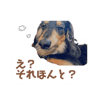茶色い犬のスタンプ（個別スタンプ：8）