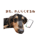 茶色い犬のスタンプ（個別スタンプ：11）