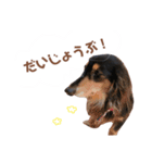 茶色い犬のスタンプ（個別スタンプ：12）