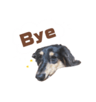 茶色い犬のスタンプ（個別スタンプ：15）