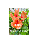 OKINAWAの景色と花・誕生日（個別スタンプ：2）