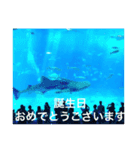 OKINAWAの景色と花・誕生日（個別スタンプ：3）