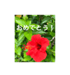 OKINAWAの景色と花・誕生日（個別スタンプ：4）
