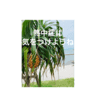 OKINAWAの景色と花・誕生日（個別スタンプ：7）