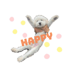 ゆるかわトイプードル モコ（個別スタンプ：1）