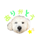 ゆるかわトイプードル モコ（個別スタンプ：5）
