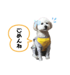 ゆるかわトイプードル モコ（個別スタンプ：7）