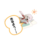 ゆるかわトイプードル モコ（個別スタンプ：9）