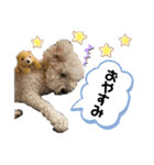 ゆるかわトイプードル モコ（個別スタンプ：10）