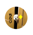 ゆるかわトイプードル モコ（個別スタンプ：16）
