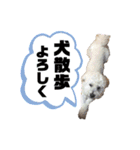 ゆるかわトイプードル モコ（個別スタンプ：26）