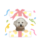 ゆるかわトイプードル モコ（個別スタンプ：32）