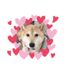 柴犬すいちゃん（個別スタンプ：1）