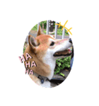 柴犬すいちゃん（個別スタンプ：2）