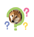 柴犬すいちゃん（個別スタンプ：5）