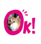 柴犬すいちゃん（個別スタンプ：7）