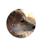 柴犬すいちゃん（個別スタンプ：9）
