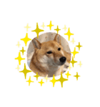 柴犬すいちゃん（個別スタンプ：10）