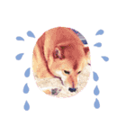 柴犬すいちゃん（個別スタンプ：11）