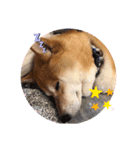 柴犬すいちゃん（個別スタンプ：12）
