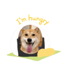 柴犬すいちゃん（個別スタンプ：14）
