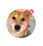 柴犬すいちゃん（個別スタンプ：15）
