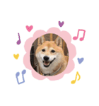 柴犬すいちゃん（個別スタンプ：16）