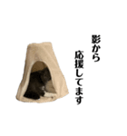 スコティッシュ つぶのスタンプ（個別スタンプ：6）