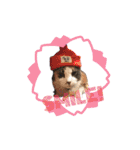 猫のNalaと犬のSemper（個別スタンプ：1）