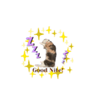 猫のNalaと犬のSemper（個別スタンプ：5）