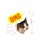 猫のNalaと犬のSemper（個別スタンプ：6）