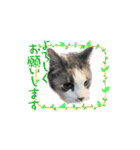 猫のNalaと犬のSemper（個別スタンプ：7）