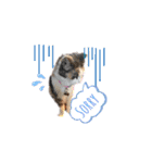 猫のNalaと犬のSemper（個別スタンプ：9）
