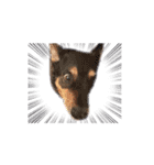 猫のNalaと犬のSemper（個別スタンプ：10）