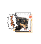 猫のNalaと犬のSemper（個別スタンプ：11）