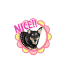 猫のNalaと犬のSemper（個別スタンプ：13）