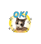 猫のNalaと犬のSemper（個別スタンプ：14）