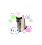 猫のNalaと犬のSemper（個別スタンプ：15）