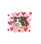 猫のNalaと犬のSemper（個別スタンプ：16）