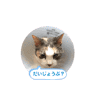 猫のNalaと犬のSemper（個別スタンプ：17）